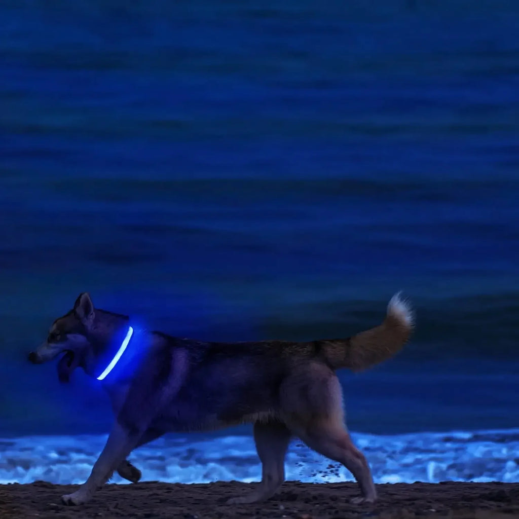 Light Up LED Pet Dog Collar Safety Night Walking