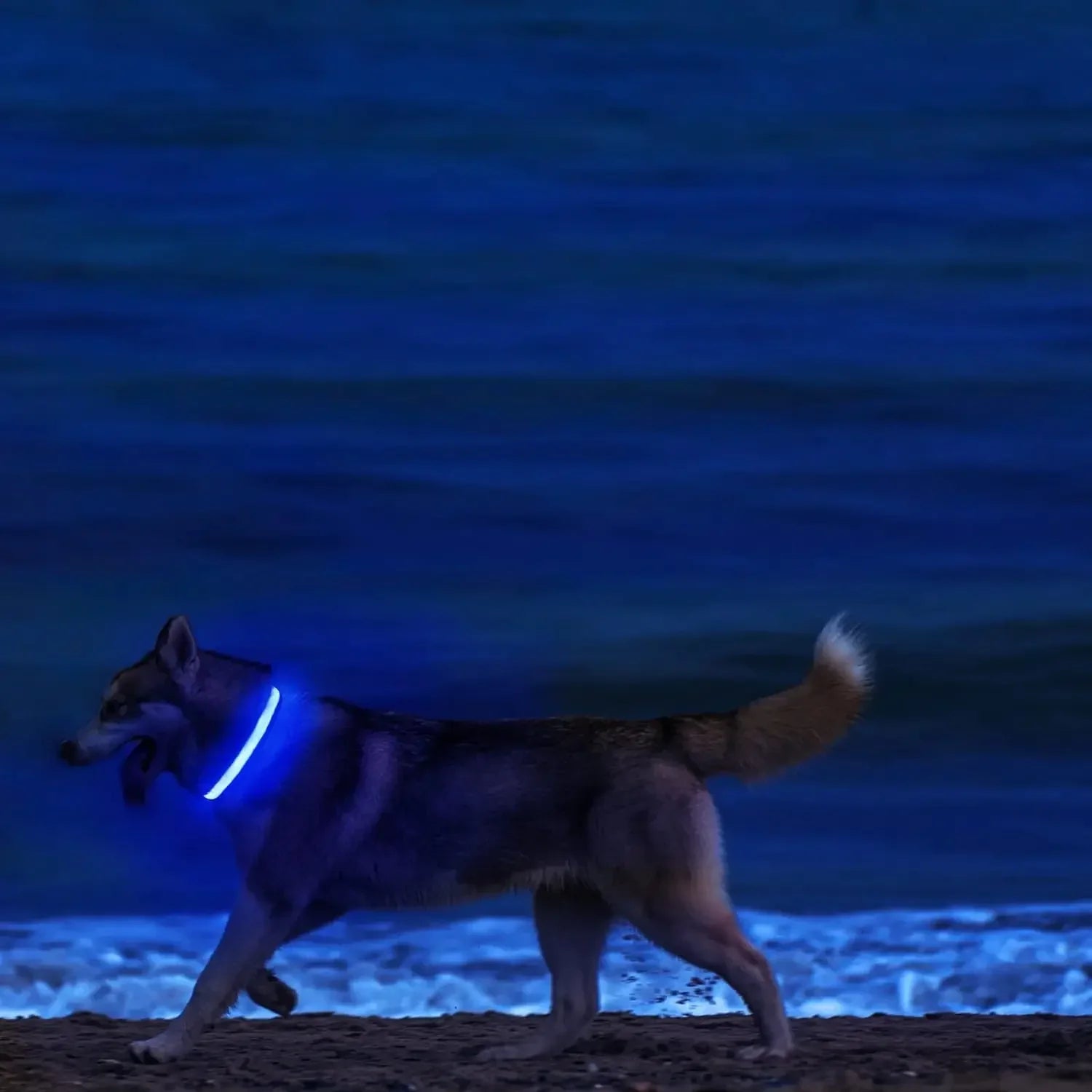 Light Up LED Pet Dog Collar Safety Night Walking